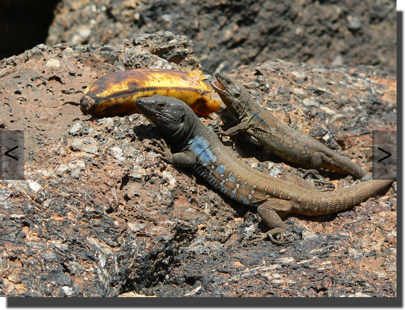 Gallotia galloti galloti